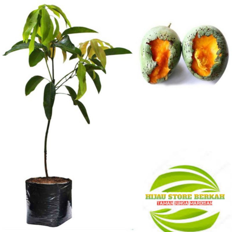 Bibit mangga manalagi berbunga / berbuah
