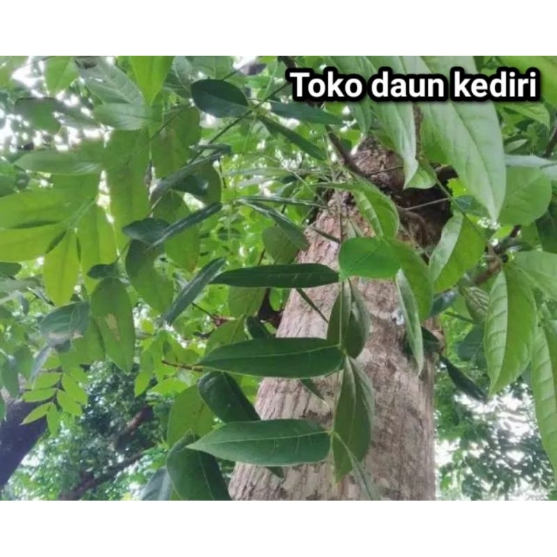 

Daun mahoni segar 150 lembar