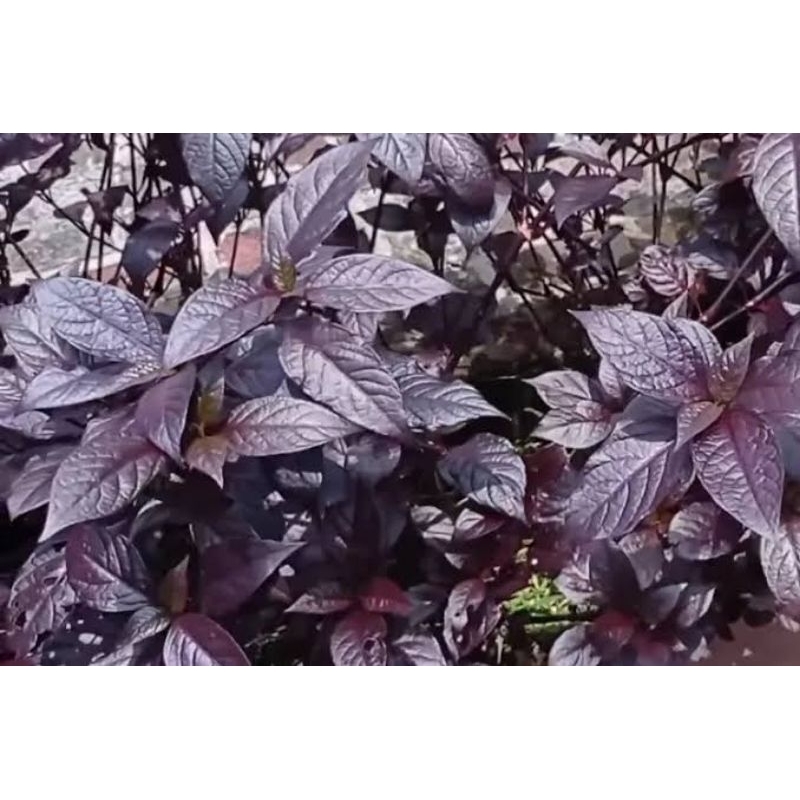 

Daun ungu 50 lembar fress