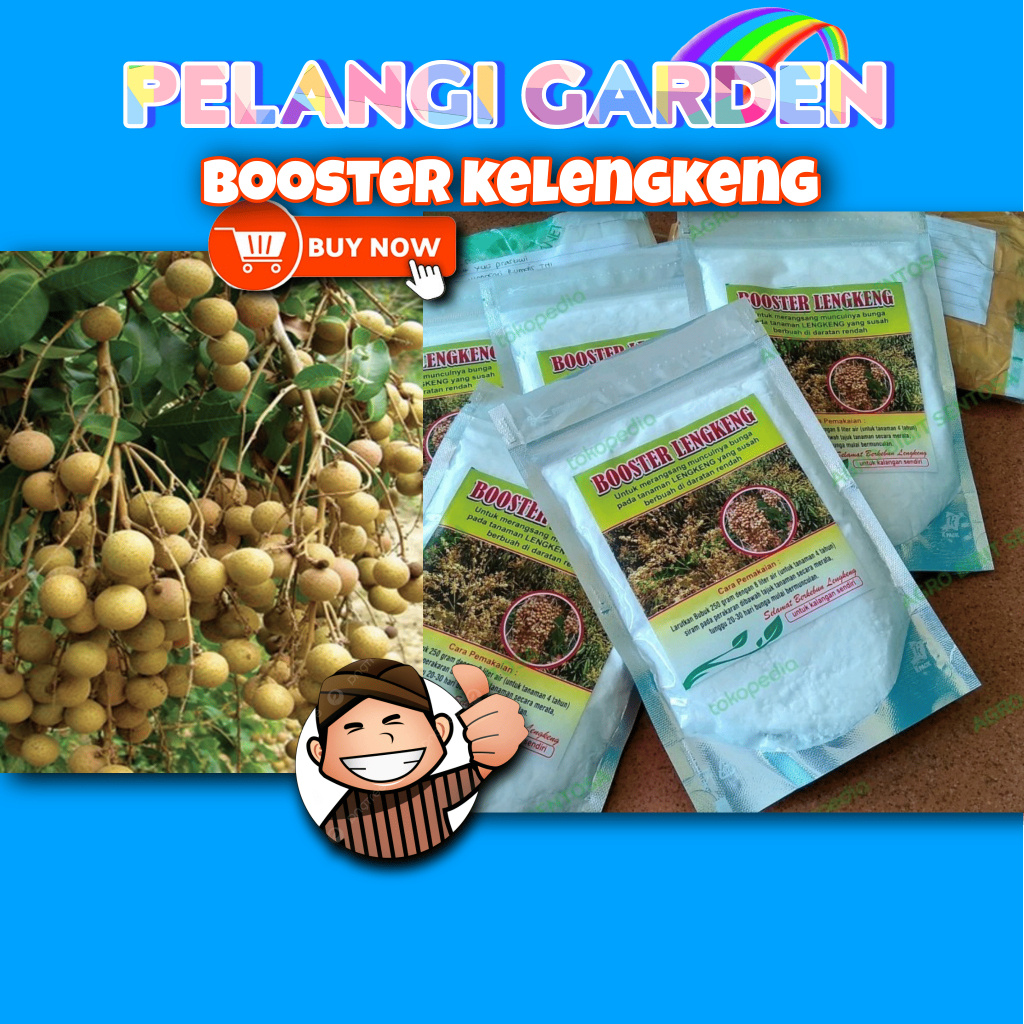 PROMO ! Booster Kelengkeng Merah Cangkok Berbuah