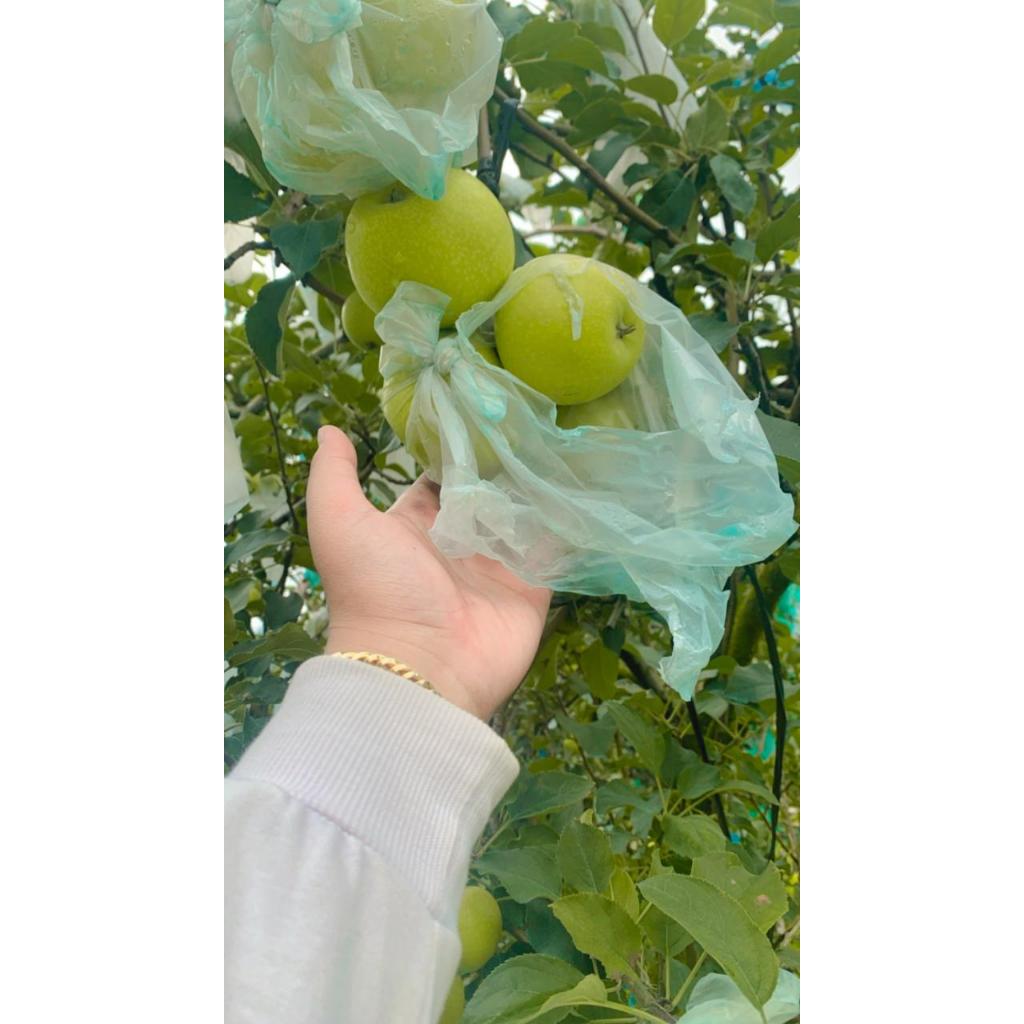 

Apel Manalagi Sedang 1kg (11-15) Nongkojajar petik langsung dari kebun