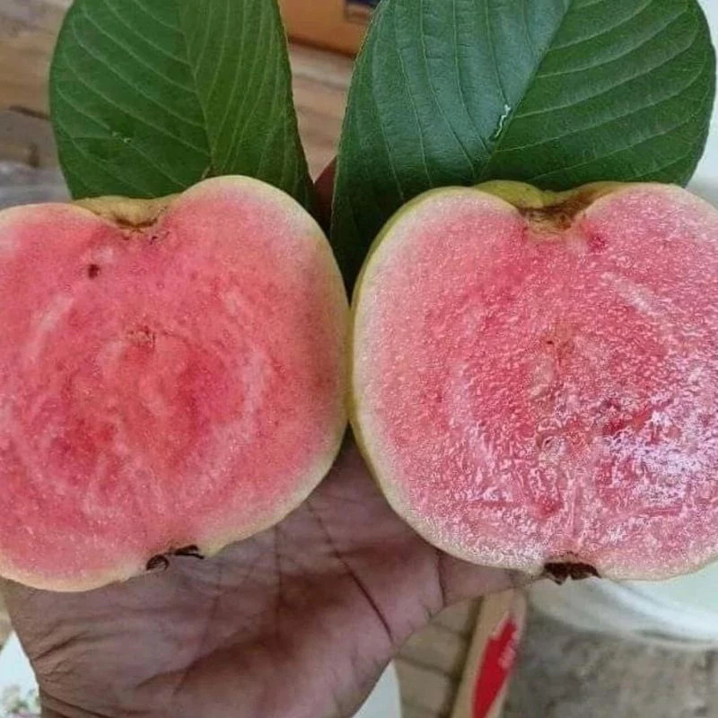 Bibit Jambu kristal merah berbunga Red Diamond Asli Okulasi Pohon Jambu Kristal Merah