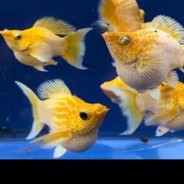 Molly lemonhead balon cawang