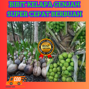 ANTI LAYU  Pohon Kelapa Genjah Entok Jumbo Hidup
