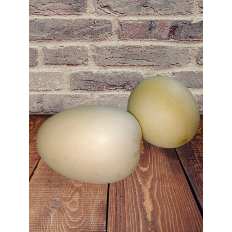 

Buah Timun Suri / Hirbis Lembut Segar Manis 1kg