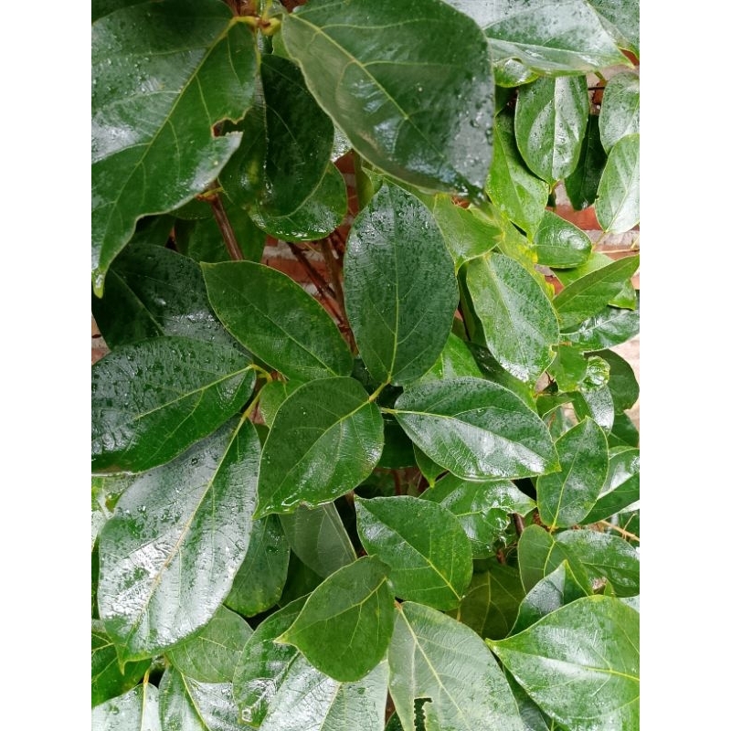 

Daun cincau