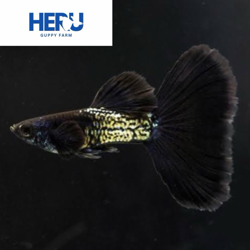 Guppy MSSBT
