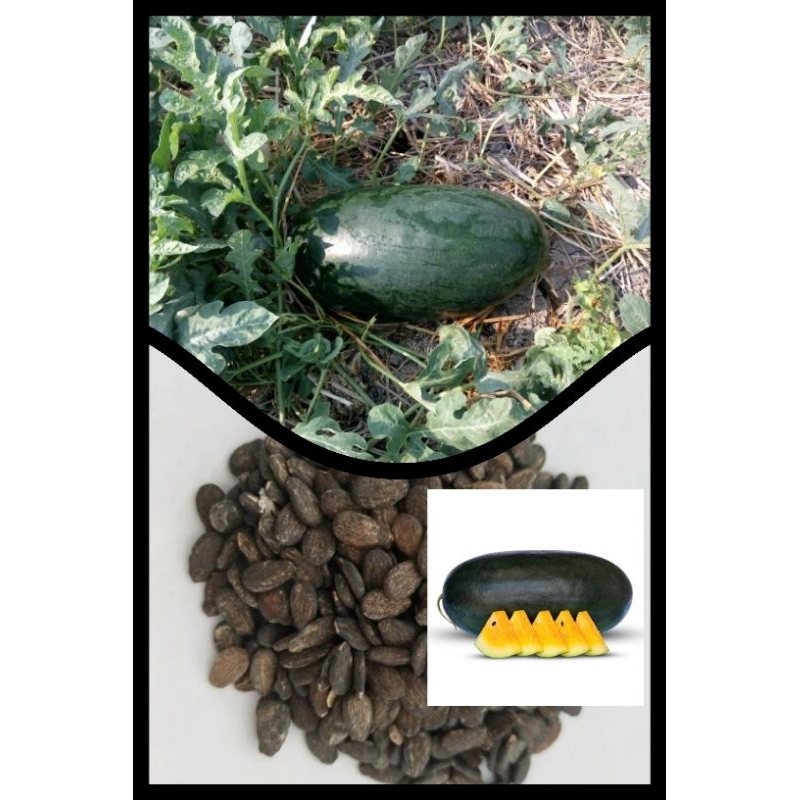 biji benih semangka inul kuning isi (500 biji)