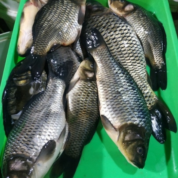 

Ikan Mas Fresh 1kg (HALAL)