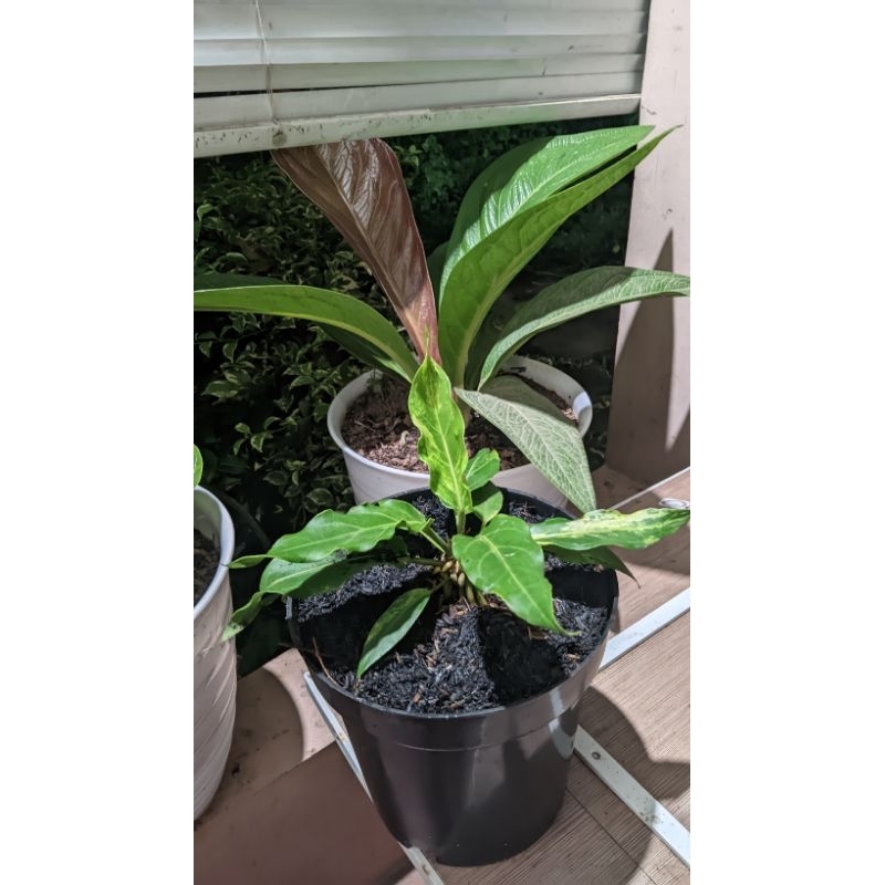 gelombang cinta Varigata