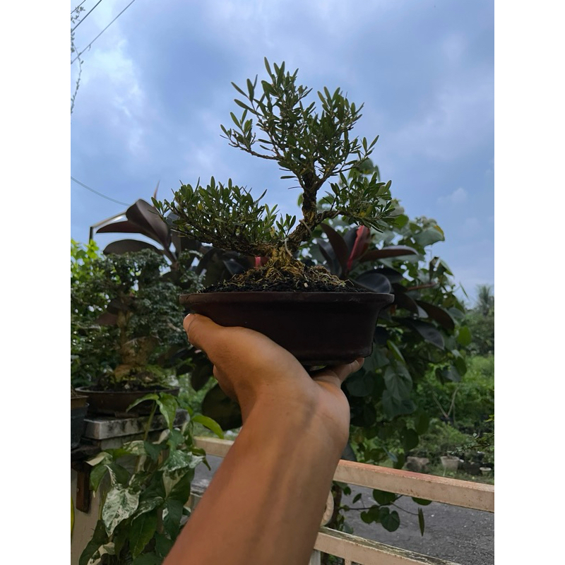 Bonsai Boxus mame