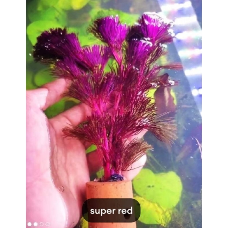 cabomba media pot aquascape aquarium