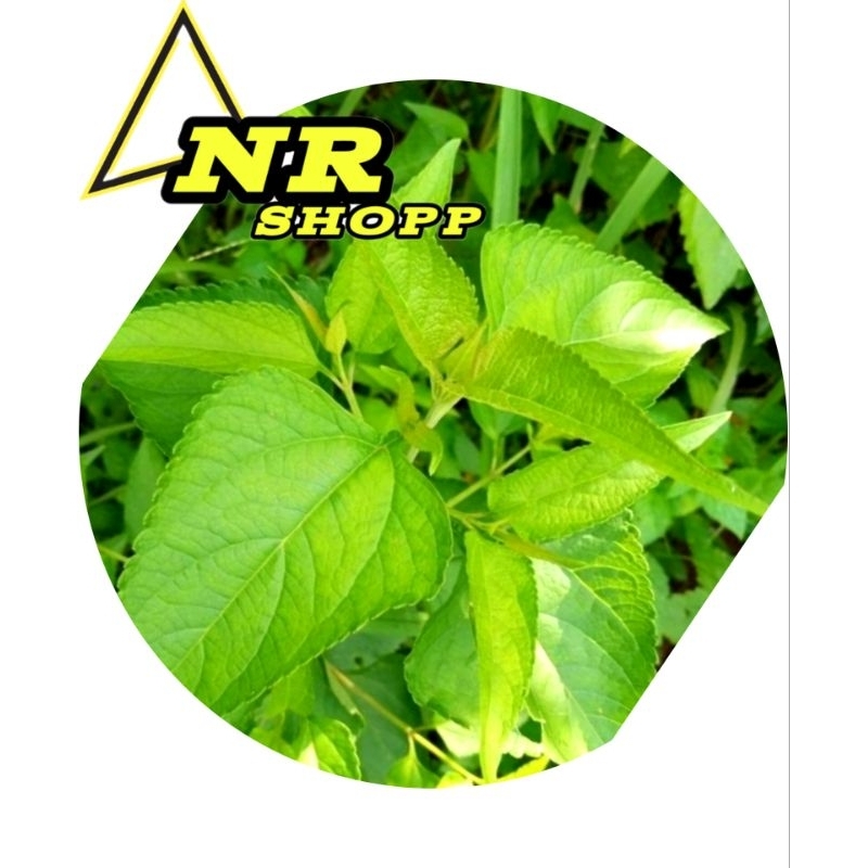 

Daun kopasanda kirinyuh segar 500gram