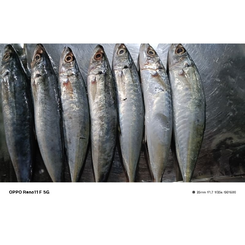 

ikan salem