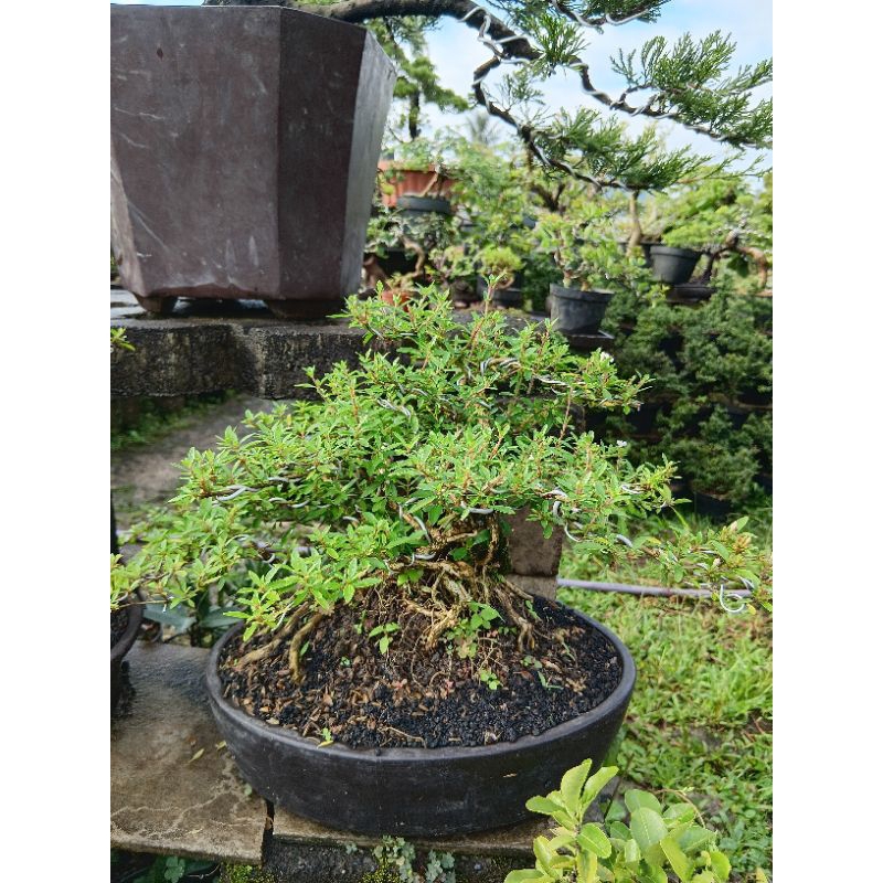 BONSAI SERIBU BINTANG MACRO BUNGA PUTIH TINGGAL PAJANG