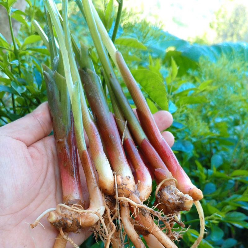 

sayur kunci segar 1kg