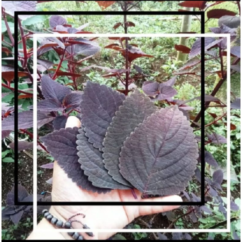 

terbaik daun herbal miana jawer kotok 100 lembar helai daun