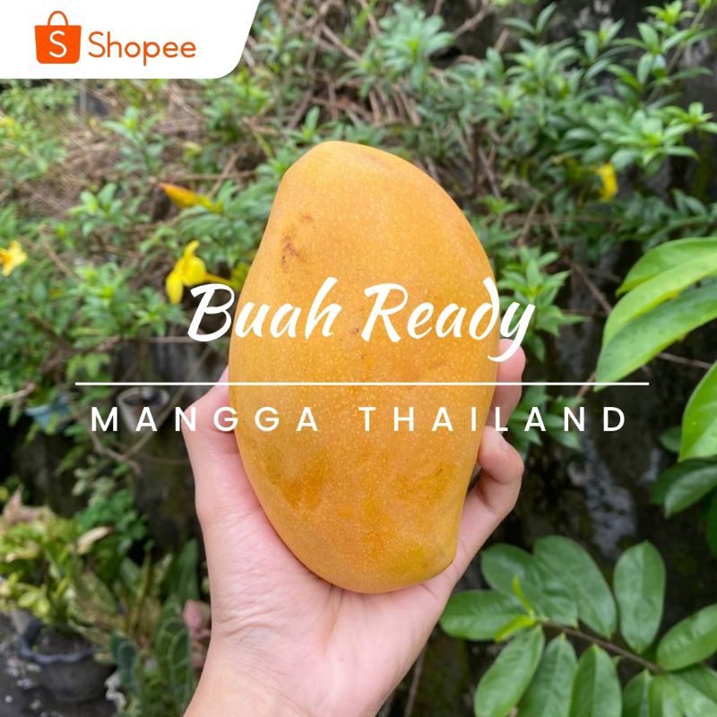 

Mangga Thailand / Kg