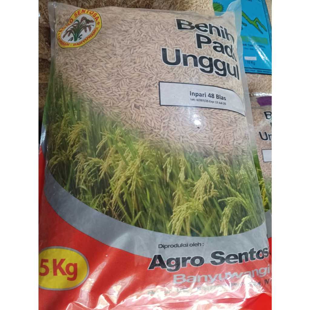 BENIH PADI unggul AGROSENTOSA BANYUWANGI KEMAASAN 5KG. CIHERANG, INPARI 32, INPARI 48