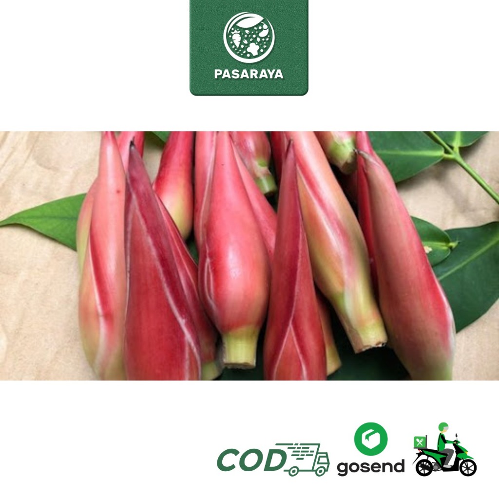 

Bunga kincung Tunas Kecombrang Sayur Padang - Pasaraya