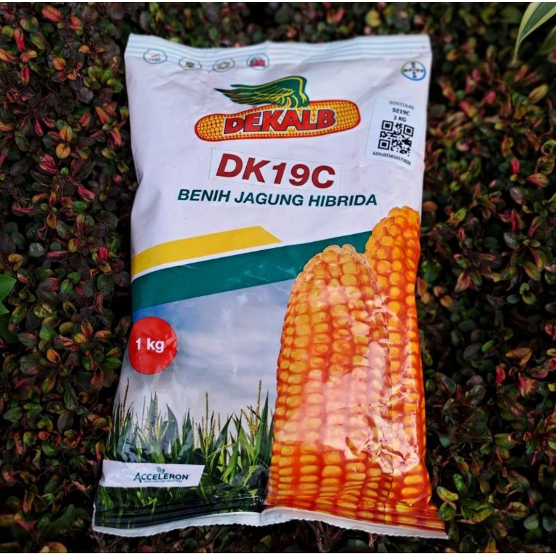 Benih jagung hibrida DK19C 1kg