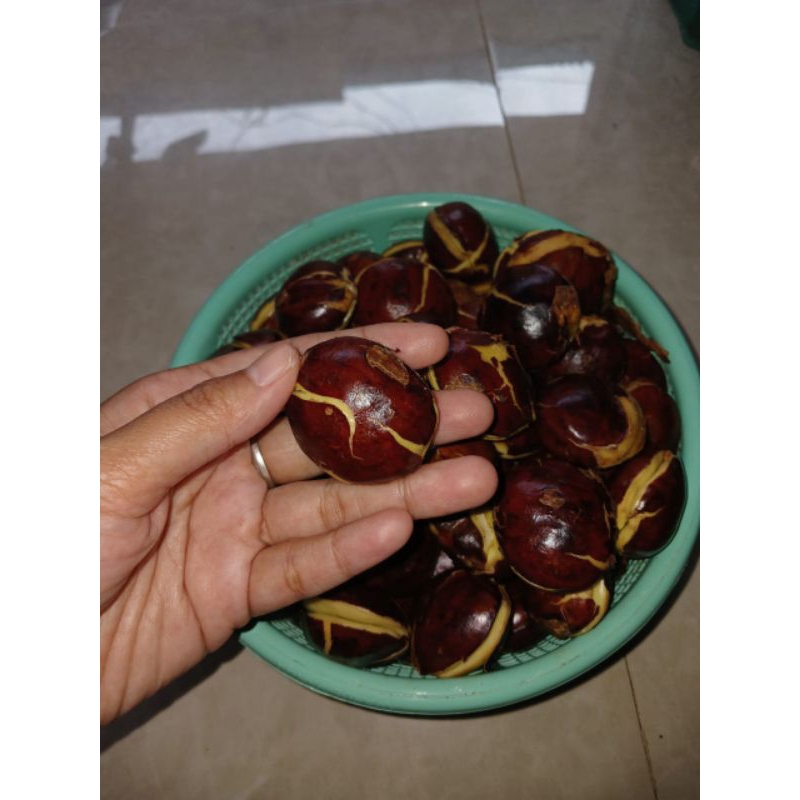 

JENGKOL TUA ABS | JENGKOL TUA CAMPUR BESAR KECIL