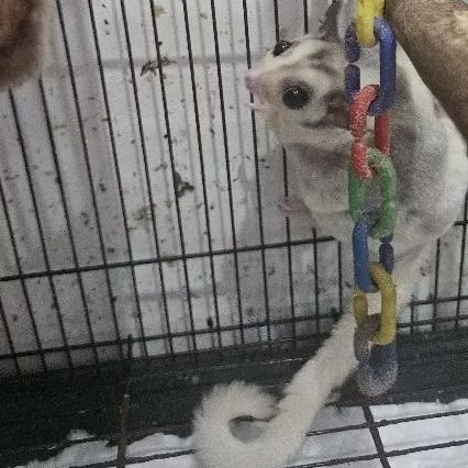 JOEY SUGAR GLIDER MOSAIC PLATINUM ISTIMEWA