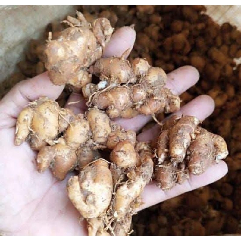 

kencur tua masih fess 1 kg