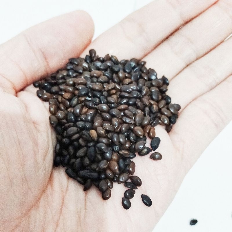 

Biji Senna Seduhan untuk Pegal Linu