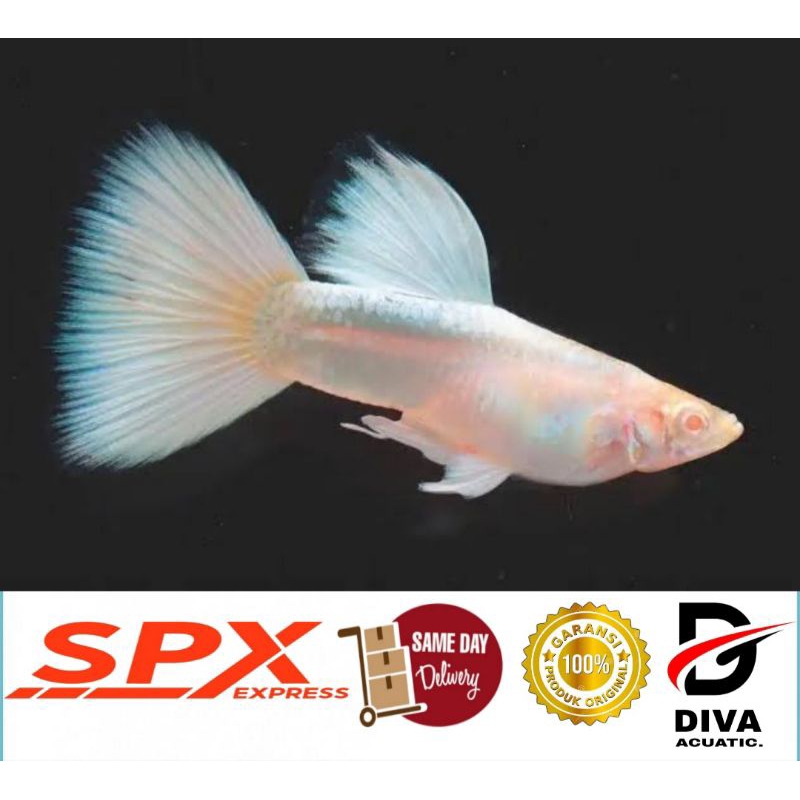 Hiasan aquarium-albino full platinum