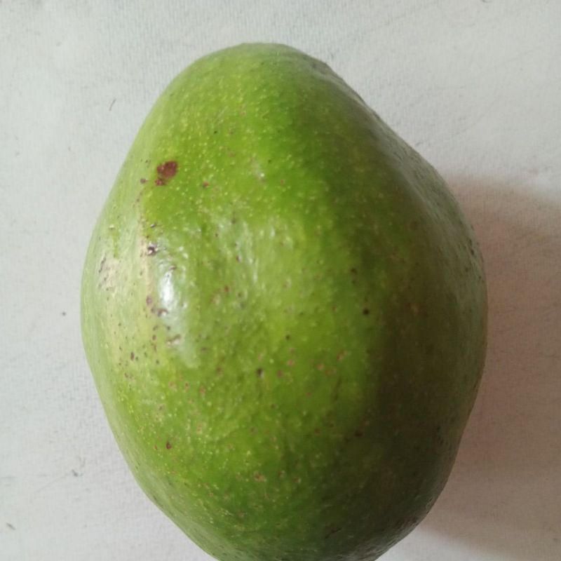 

Alpukat Mentega