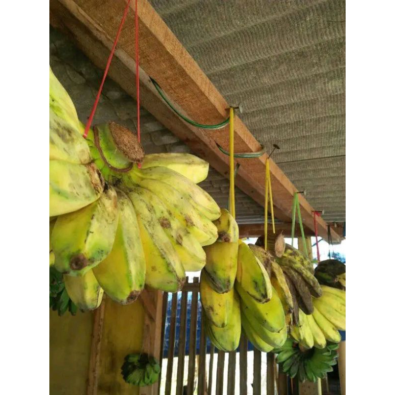 

Pisang Kepok Kuning Mentah,Mengkel & Matang (persisir)