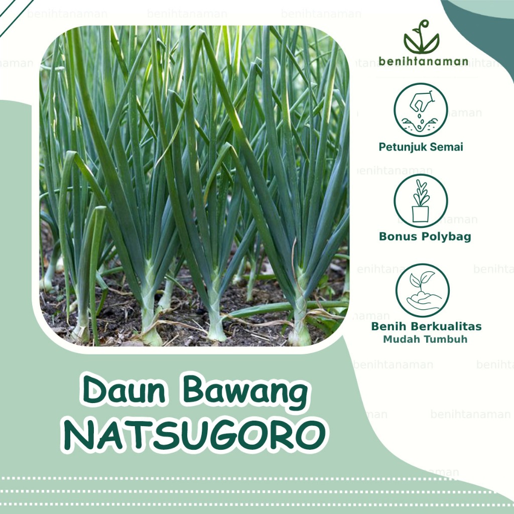 30 Biji - Benih Daun Bawang Jepang Tokyo Natsugoro no.02