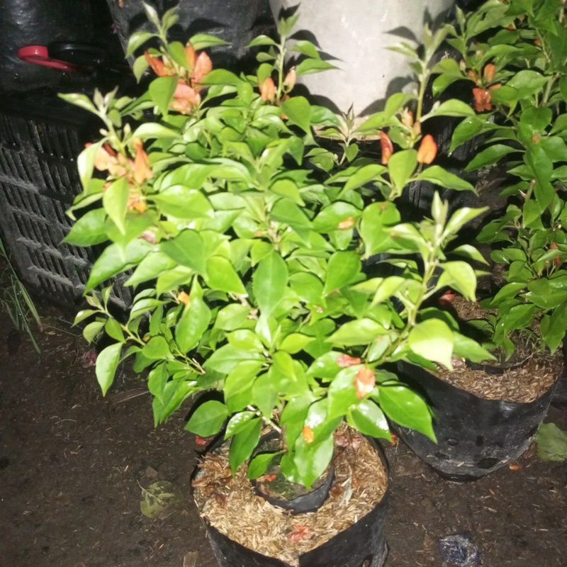 bougenville ekor musang merah