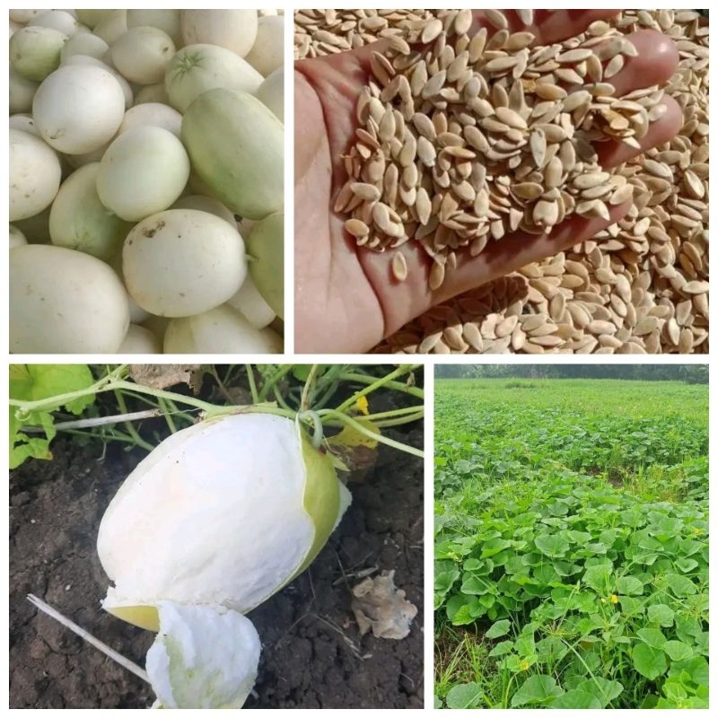 500 Biji Timun Suri Putih Manohara