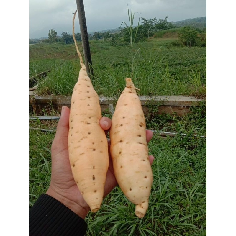 

ubi Cilembu madu