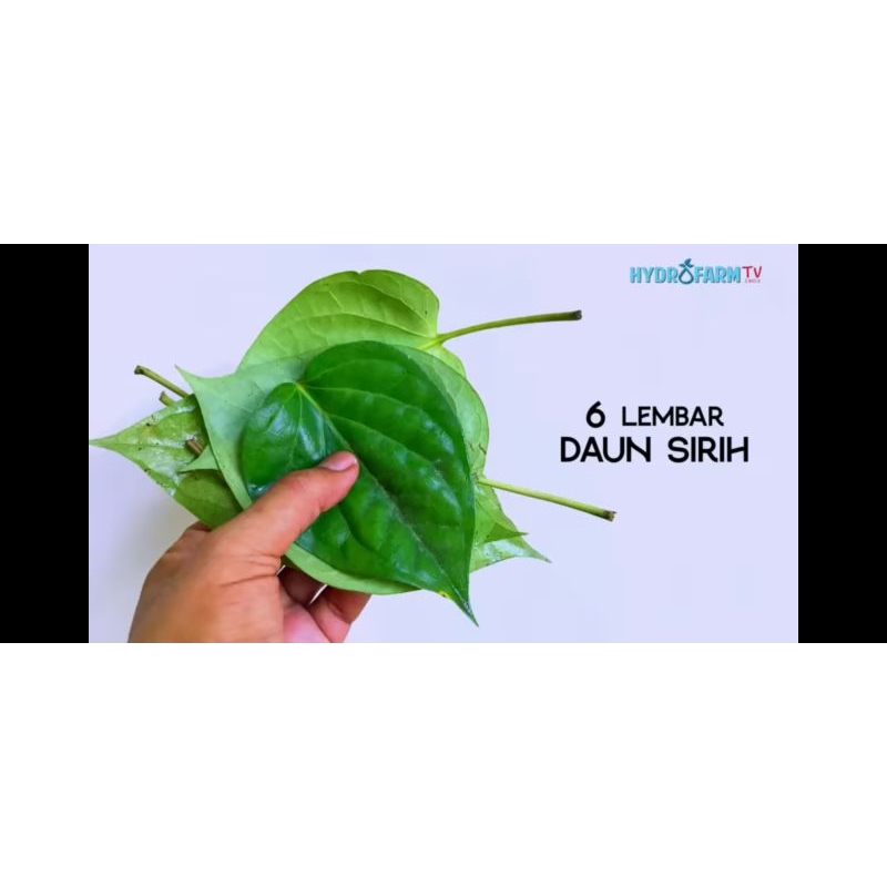 

daun sirih /sirih250