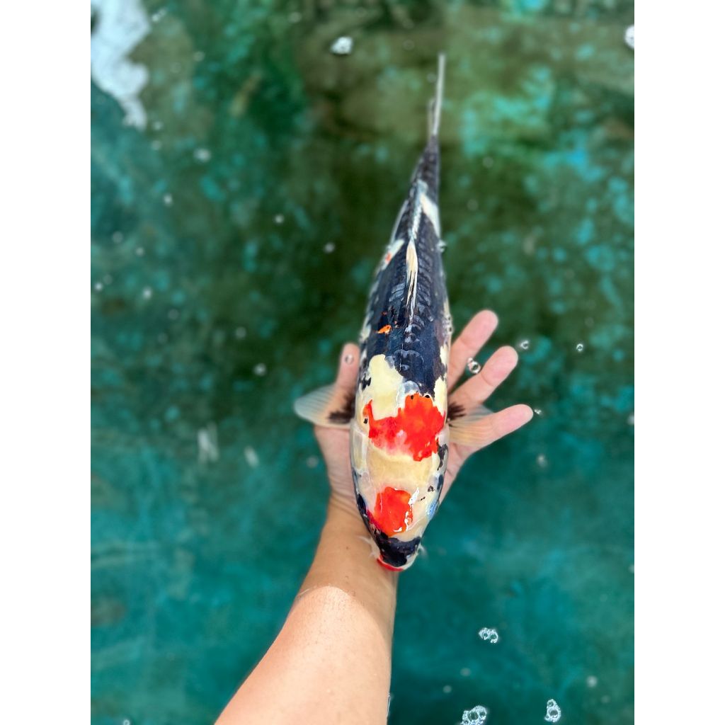 ikan koi showa doitsu