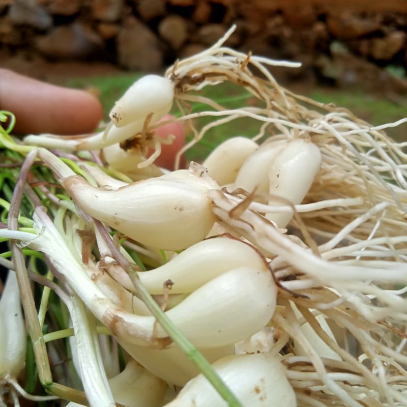 

Bawang Batak Bawang rambut kuncay segar spesial (300gram/kemasan)