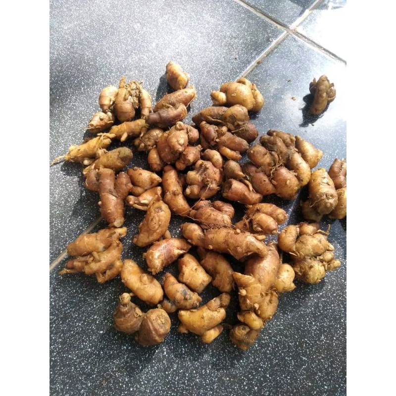 

Kencur/Cikur Rempah Herbal Fresh & Segar
