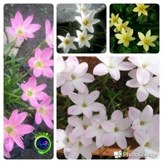 RAIN LILY Zephyranthes Lili hujan RAIN LILY PING RAIN LILYPUTIH RAIN LILY KUNING RAIN LILI PING rain