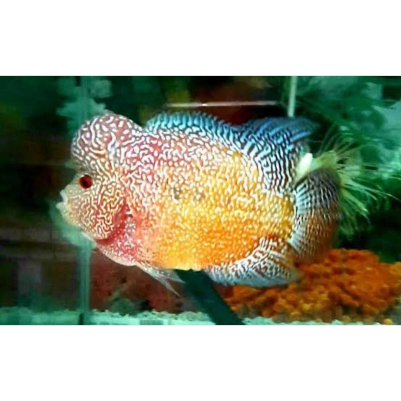 cencu x gb burayak 2-5cm