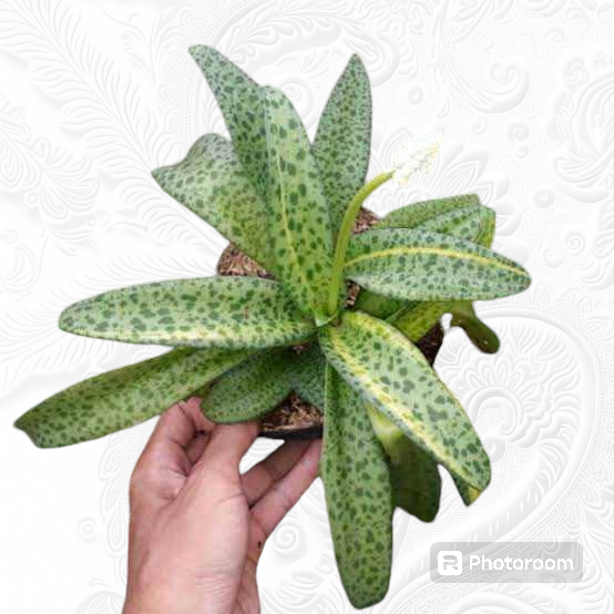 tanaman hias hidup lidah katak