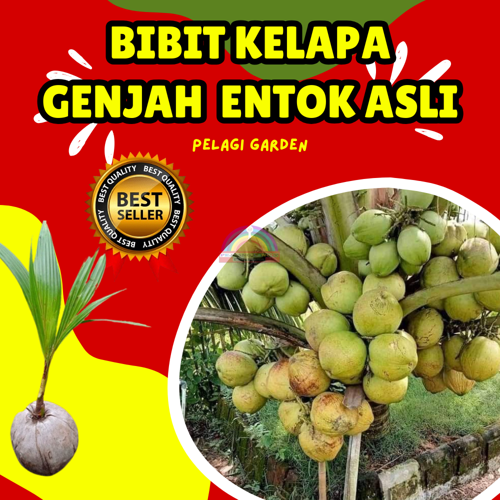 TERBAIK  Bibit Kelapa Genjah Entok Murah, Bibit Kelapa Genjah Entok Asli Kebumen