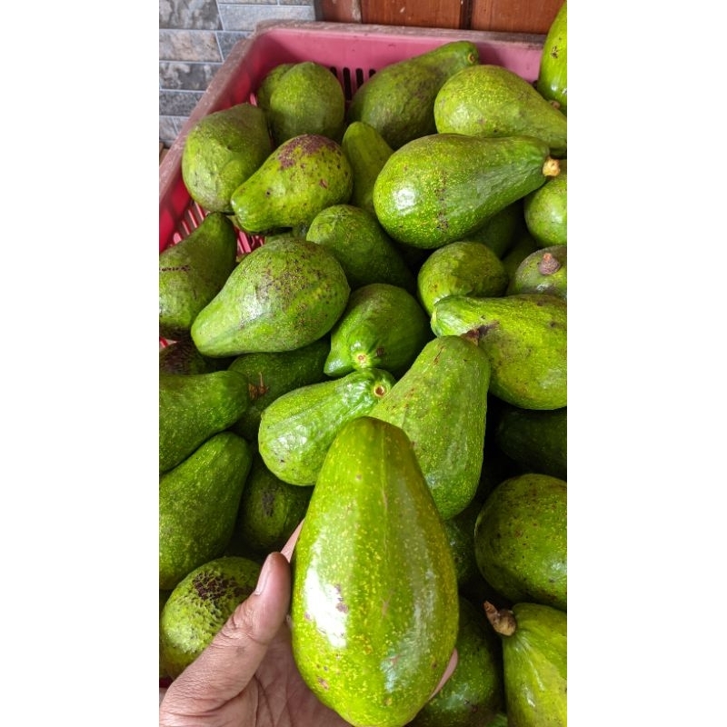 

BERKAH_TANI1 alpukat sedang isi 3-4 pcs