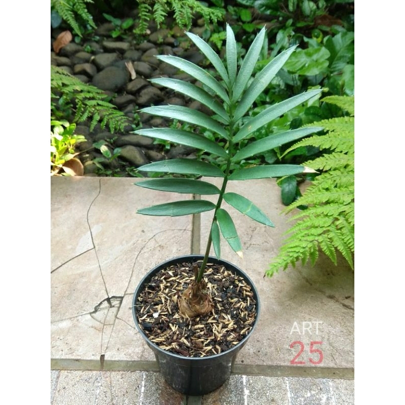 Encephalartos Sclavoi Blue Sikas Ence