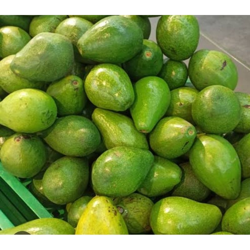 

alpukat mentega 1kg