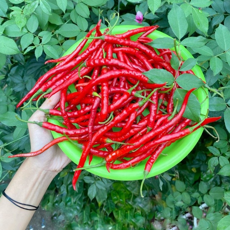 

Cabe / cabai keriting merah segar,premium, asli dari kebun dan berkualitas