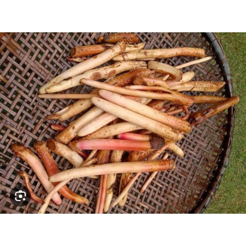 

AKAR PINANG MUDA/AKAR PINANG SEGAR/ AKAR JAMBE BERKUALITAS(250g)
