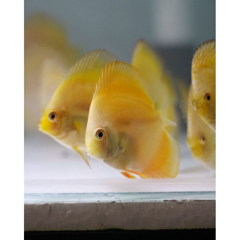 Discus golden yellow / Hiasan aquarium air tawar